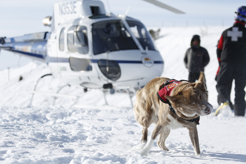 The Sun Valley Ski Patrol has a quiver of lively avalanche dogs and this little fella got the chance to do a "hot load" for training. This is where the ship is fired up and they practice loading the dog to acclimate him to the noise and experience.