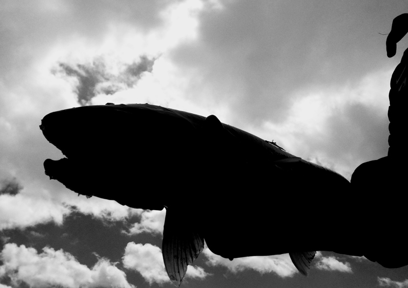 Steelhead silhouette