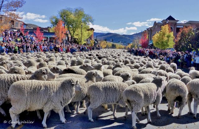 26th Annual Trailing of the Sheep Festival @ Various Locations