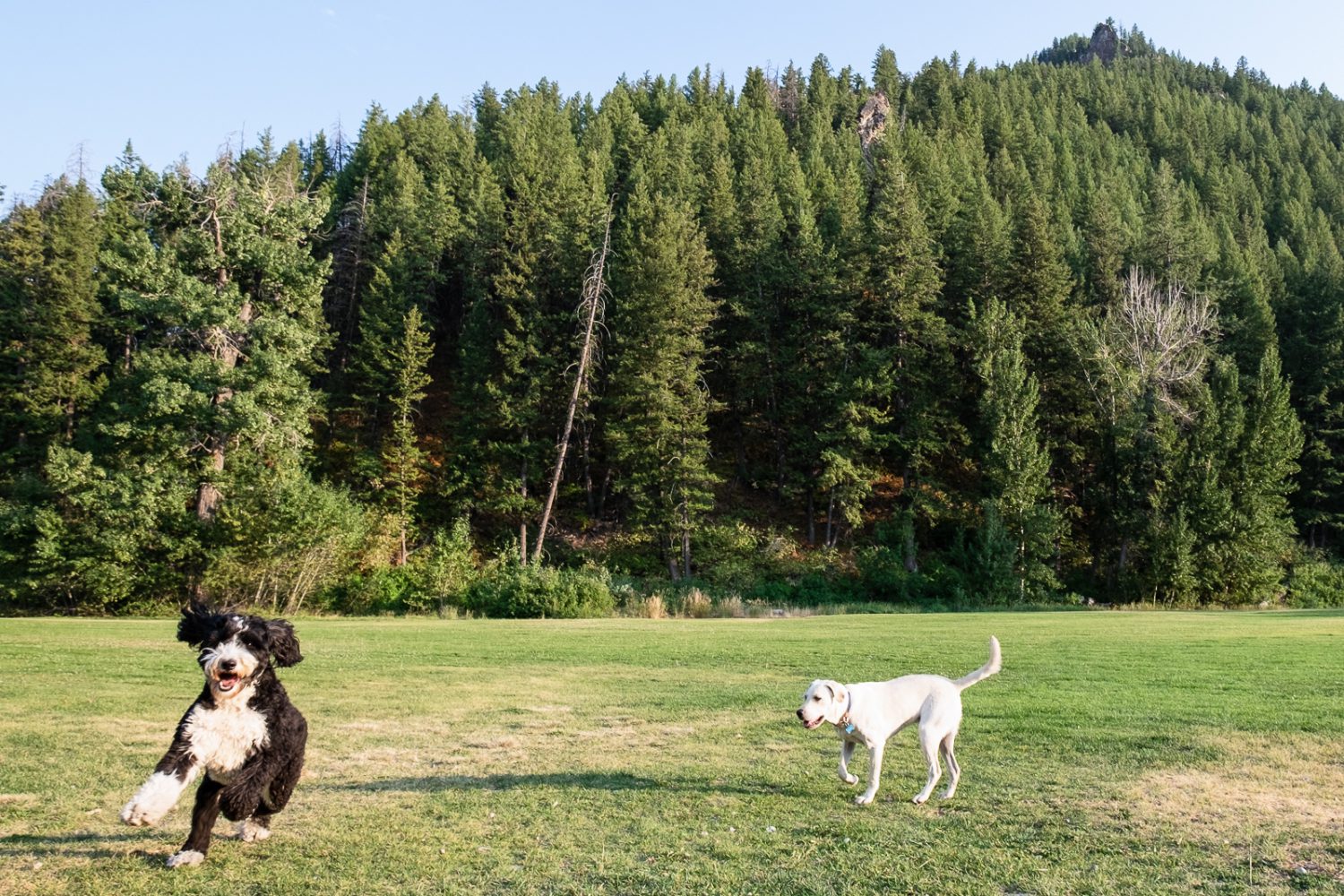 DogFriendly Guide to Sun Valley & Ketchum Visit Sun Valley