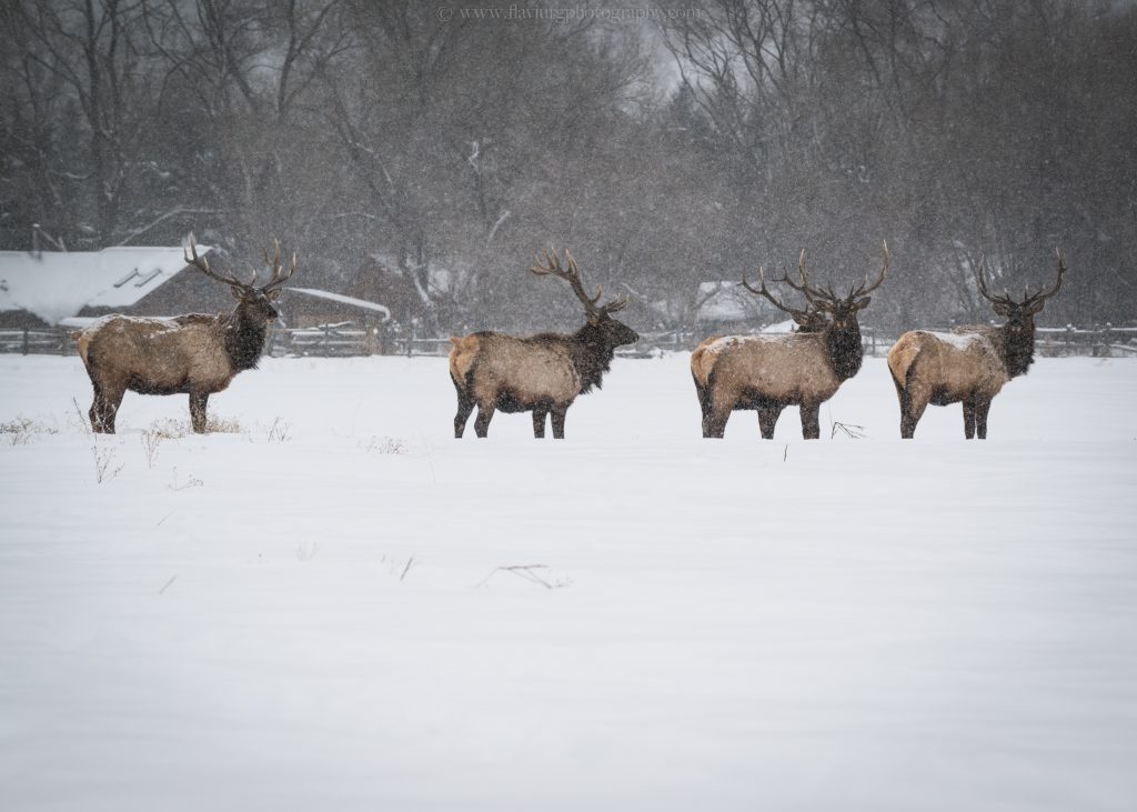 Bull Elk