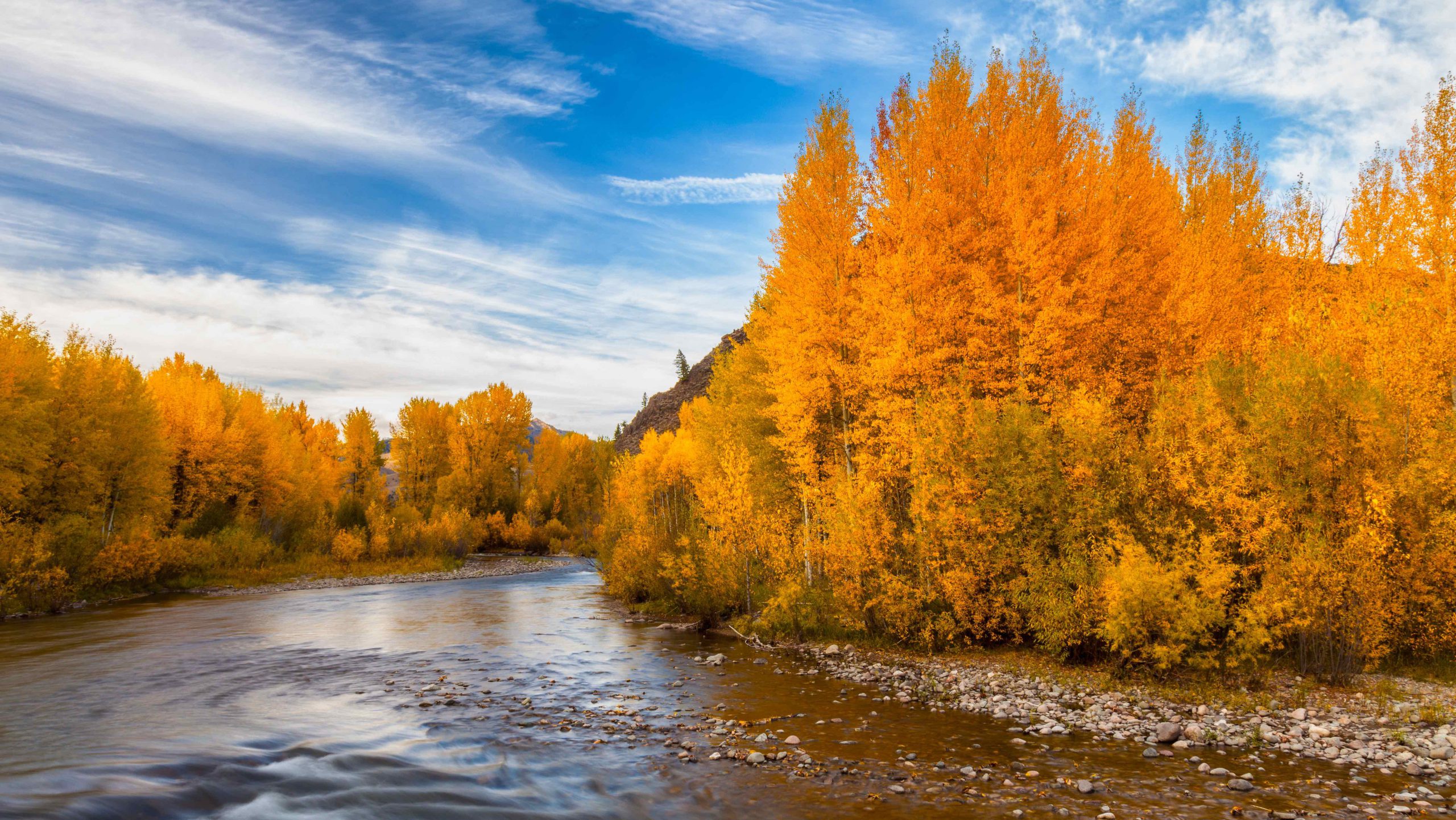 Riverside leaves