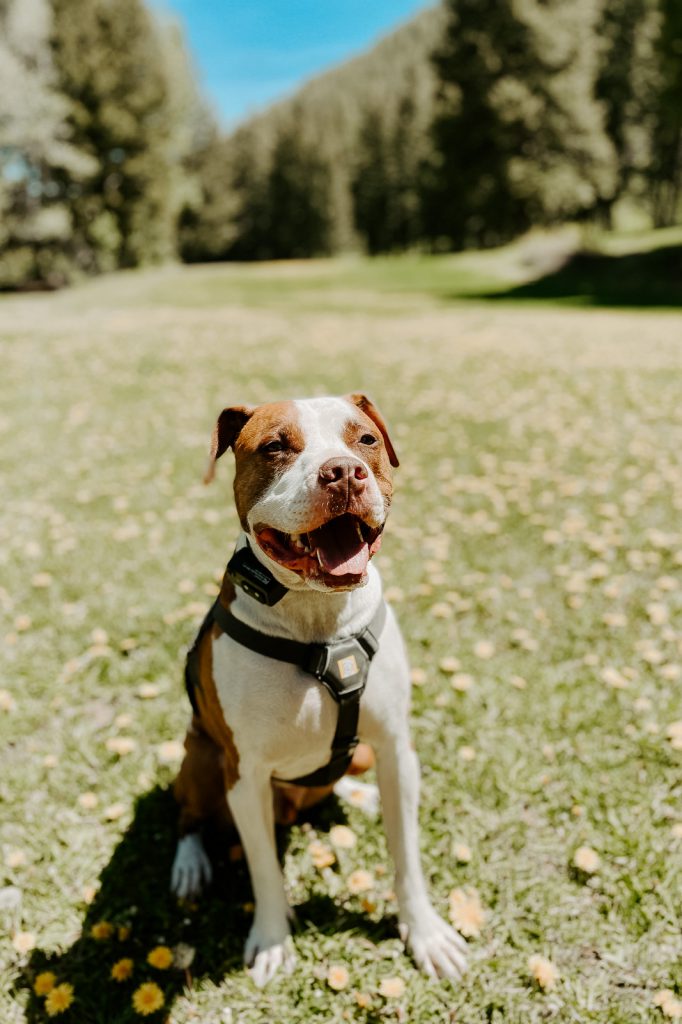 Sun Valley Dog Park